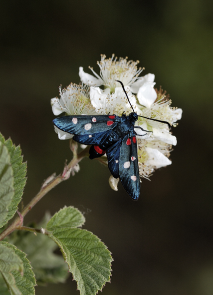 Zygaena ephialtes f. rubroephialtoideae ???